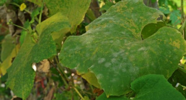 Boj proti plísni na okurkách